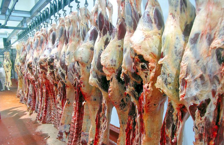 El sector ganadero anunció seguirá insistiendo en la creación de un instituto paraguayo de la carne a fin de promocionar la producción cárnica de nuestro país hacia mejores mercados.
