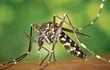 El Aedes aegypti es el principal vector que transmite el virus como el dengue, zika y chikunguña, así como también la fiebre amarilla.