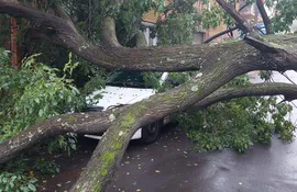 El enorme árbol cayó sobre Pa’i Pérez y bloquea toda la circulación.