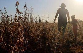Cerca de 43.000 pequeños productores siembran unas 860.000 hectáreas de soja, según las estimaciones.