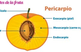Partes de la fruta