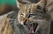 los-gatos-salvajes-no-son-peligrosos-para-los-humanos-pero-es-casi-imposible-domesticarlos--115838000000-1626841.jpg