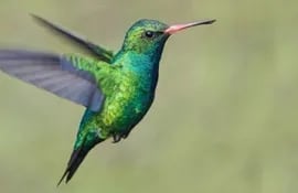el-colibri-una-ave-amenazada-y-convertida-en-amuleto-100116000000-1752829.jpg