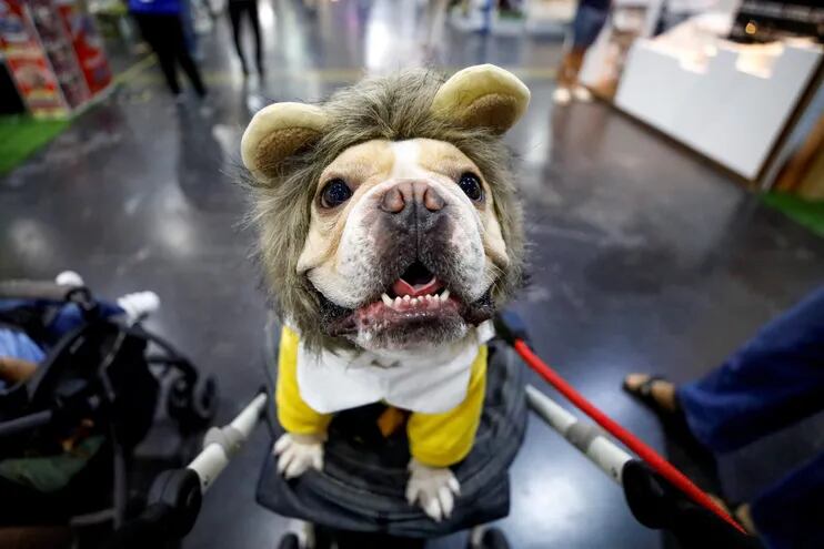 Un perro disfrazado de león.