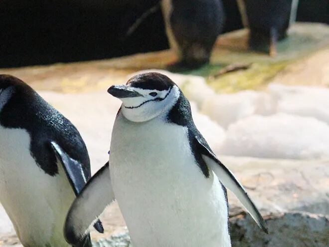 Los pingüinos barbijo nunca dejan de estar de guardia para proteger sus nidos.