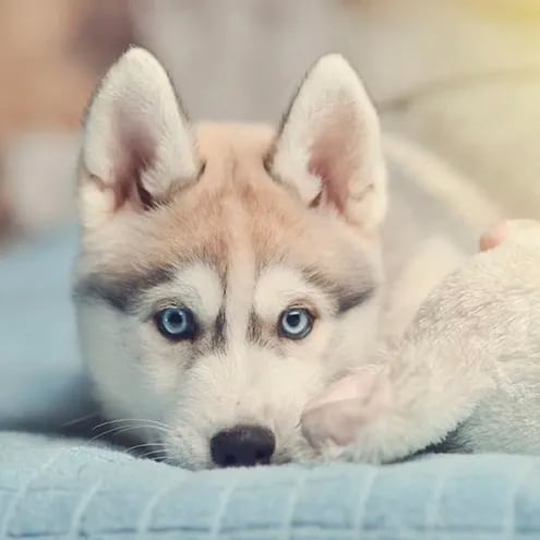Los perros de raza husky tienen el color de su pelaje muy variado y los ojos claros, generalmente azules y otras veces uno distinto al otro, que hacen que esta raza sea una de las preferidas a la hora de adoptar una mascota.