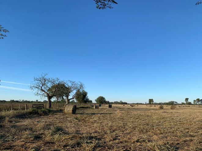 Reservas forrajeas en un campo seco en el Chaco.