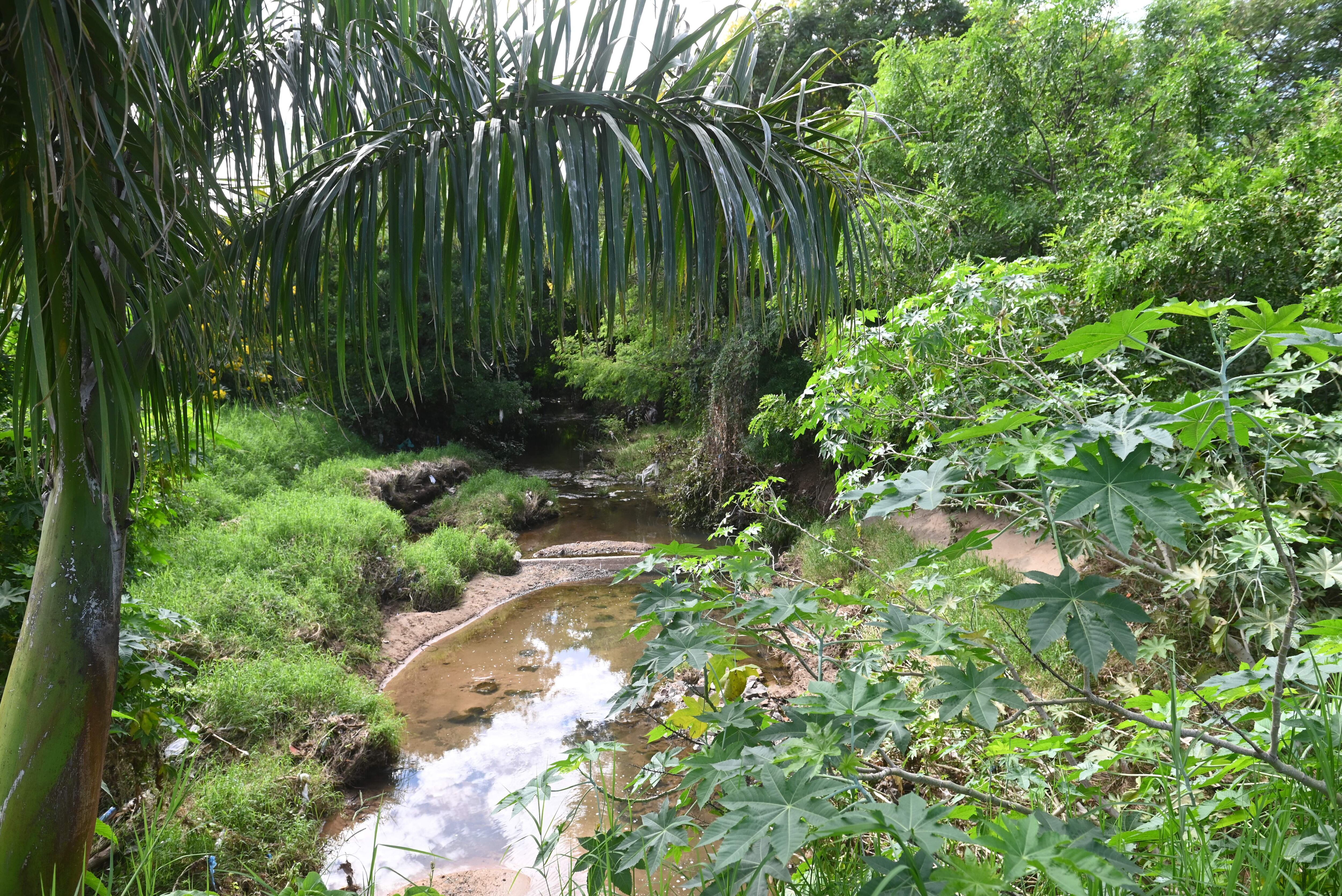 Frondosa vegetación y un arroyo forman parte del ecosistema del Parque Guasu.