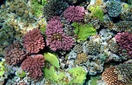 corales-61819000000-1103255.JPG