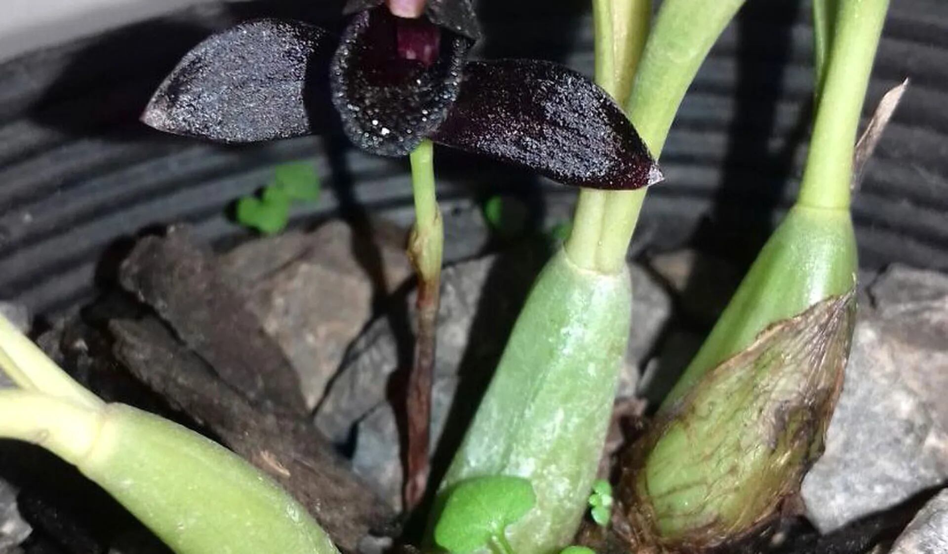 La orquídea negra - Casa y Jardín - ABC Color