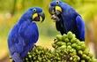 guacamayos-azules-200736000000-1840359.jpg