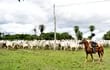 La ganadería paraguaya se desarrolla y produce con responsabilidad, cumpliendo las leyes ambientales con inclusión social, afirman desde los gremios de la producción.