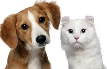 Las dietas vegetarianas en las mascotas tanto en perros cómo en gatos pueden favorecer la presencia de cálculos e infecciones, al cambiar el pH de la orina y alterar la flora bacteriana y muchos otros problemas.