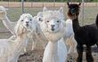 Alpacas de una granja en Valdivia, Chile, en una foto proveída por la Universidad Austral de Chile.