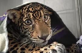 dyaira-jaguar-cuariplejica-91610000000-1714601.JPG
