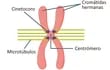 Estructura de un cromosoma (a dividirse).