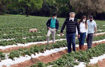 Mark Miller (último) de Sabores de Areguá, y representantes de Bioinsumos del Paraguay, recorren los cultivos de frutilla.
