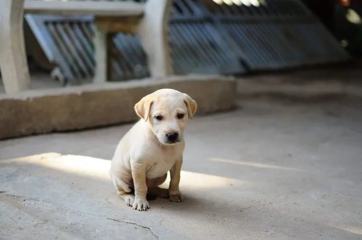 El parvovirosis canina es una enfermedad producida por un virus que afecta especialmente a los cachorros, aunque también puede afectar a perros mayores de un año que se encuentran imunodeprimidos.