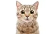 Entender qué nos dice un gato con su mirada puede profundizar la conexión entre humanos y felinos
