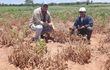 La sequía desespera a productores agrícolas de San Pedro y claman por apoyo estatal para iniciar siembre de maíz