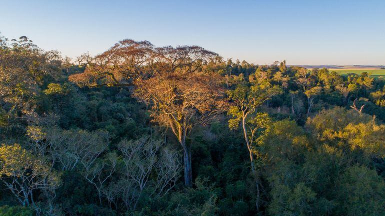 Un Ã¡rbol de la especie yvyra pytÃ¡, ubicado en Edelira  (ItapÃºa) , se proclamÃ³ este miÃ©rcoles como el ejemplar mÃ¡s grande de Paraguay en el concurso Colosos de la Tierra.