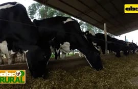 Abc Rural Criterios para una buena nutrición de vacas lecheras