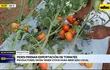 Video: Piden frenar exportación de tomates