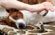 La artrosis en perros puede darse como consecuencia del desgaste continuo del cartílago articular, el cual puede originarse por juegos muy bruscos, sobrepeso, envejecimiento etc.