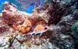 Los científicos del proyecto Bojeo a Cuba anunciaron este sábado que descubrieron dos áreas de corales en un “excelente estado de conservación” en la zona oriental del país caribeño.