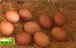 Abc Rural: Importancia de la buena presentación de los huevos