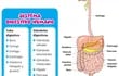 el-funcionamiento-del-sistema-digestivo-puede-verse-afectado-por-patologias-de-diversos-origenes-y-aunque-no-todas-pueden-evitarse-existen-ciertas-m-215338000000-1478349.jpg