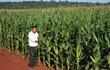 Cultivo de maíz zafriña de la campaña 2022, en la comunidad de Puerto Barra, Alto Paraná, del proyecto Avatiky