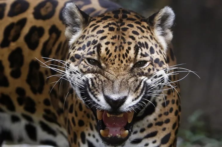 Un jaguar en el Parque de la Conservación, en Medellín (Colombia). El jaguar, el felino más grande de América y el tercero del mundo después del león y el tigre, libra en Colombia una batalla silenciosa para recuperar su hábitat, que se ha ido estrechando por la caza y la actividad humana en las regiones en donde antes se paseaba.