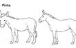 asno-burro-y-mula-204514000000-1513295.jpg
