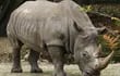 rinoceronte-124450000000-1054564.jpg