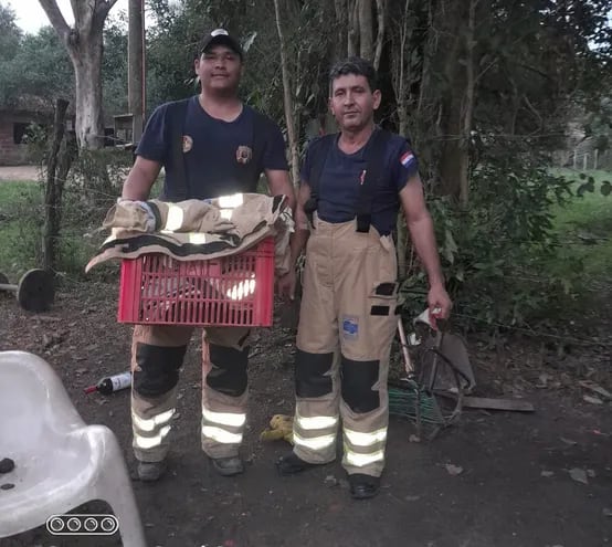 Bomberos Voluntarios de Remansito rescataron a un "karaja".
