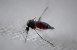 El Ministerio de Salud de Perú declaró este miércoles en emergencia sanitaria a 20 regiones del país por el incremento de la incidencia del dengue.