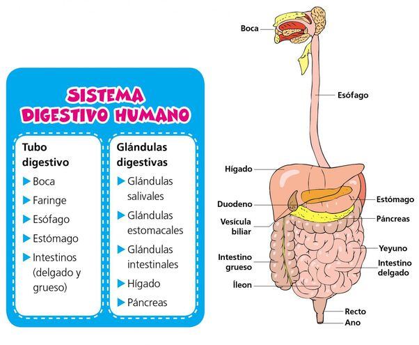 Patologias Y Cuidados Del Sistema Digestivo Escolar Abc Color