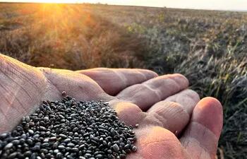 La cosecha de chía arrancó hace unas semanas, y la calidad de la semilla es buena, esto favorecería a que el productor obtenga buen precio.