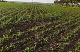 Emerge el maíz zafriña 2023 en una parcela con buenas perspectivas de producción. Foto gentileza de UGP.