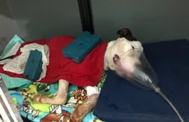 El animal fue trasladado a una veterinaria de Foz de Yguazú, ya que no presentaba mejoría en su salud, pero no resistió y murió.