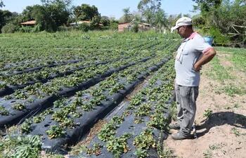 Pequeños productores aseguran que sí existen pérdidas en la producción de frutilla en Areguá.