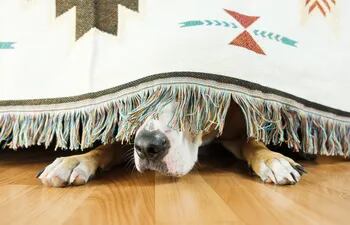 Atemorizado por el estruendo de los fuegos artificiales, un perro se esconde debajo de la cama.