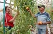 horticultores-defienden-la-produccion-nacional-de-tomate-que-esta-punto-de-entrar-en-su-fase-de-mayor-auge-en-unos-15-dias-mas-mientras-arrecia-el-202954000000-1705349.jpg