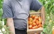 productores-frutihorticolas-de-la-colonia-araujo-cue-distrito-de-curuguaty-destacan-la-excelente-cosecha-de-tomate-cultivado-bajo-invernaderos-expr-213229000000-1546837.jpg
