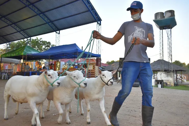 Unas 250 ovejas fueron recepcionadas para la gran Expo Nacional de Ovinos que se lleva a cabo en la localidad e Mbocayaty del Guairá.