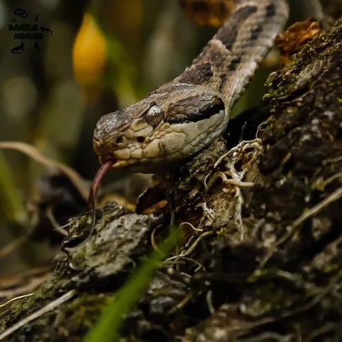   La jarara chica (Bothrops diporus) es una serpiente venenosa de la familia Viperidae.  