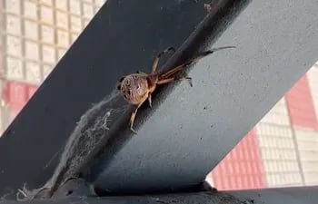 Esta araña fue vista en la Costanera de Asunción y generó un gran susto.
