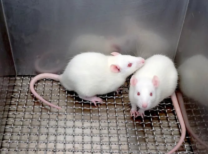 Dos ratas blancas de laboratorio