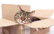 Gato en una caja (foto ilustrativa)